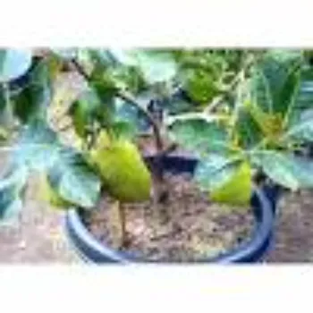 Natural Hybrid Plant